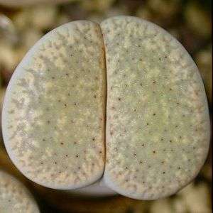 Stoneplants - Lithops veruculosa glabra Seeds - Indigenous Succulents