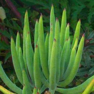 Cotyledon orbiculata var flanaganii Seeds - Indigenous Succulents