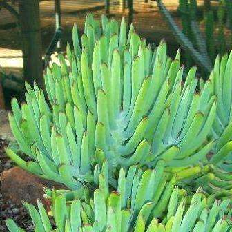 10 Cotyledon orbiculata var flanaganii Seeds (Sow Spring) - Indigenous Succulents