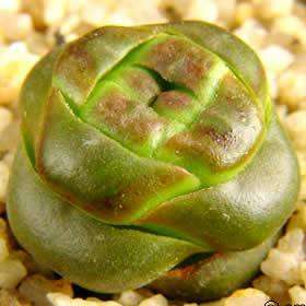 VERY RARE Crassula columnaris ssp prolifera Seeds - Indigenous Succulents