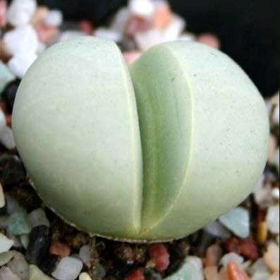 10 Argyroderma delaettii Seeds - Indigenous Succulents