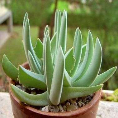10 Cheiridopsis denticulata Seeds - Indigenous Succulents
