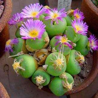 10 Conophytum pillansii Seeds - Indigenous South African Succulents