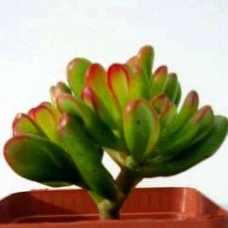 Crassula cv. Gollum Plants - Gollum Jade - Shrek Ear Live Succulent Plants