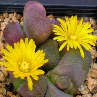 Tanquana hilmarii Seeds - Indigenous South African Mesemb Succulent Seeds From Africa