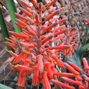 10 Aloe longibracteata Seeds ~ Indigenous Succulents