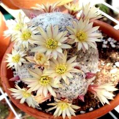 10 Mammillaria prolifera ssp prolifera Cactus Seeds For Sale in South Africa - Succulents