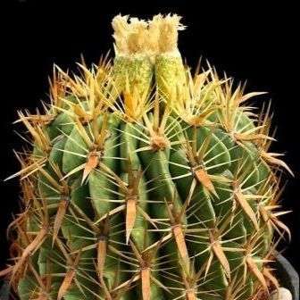 10+ Mixed Cactus Seeds - Succulents