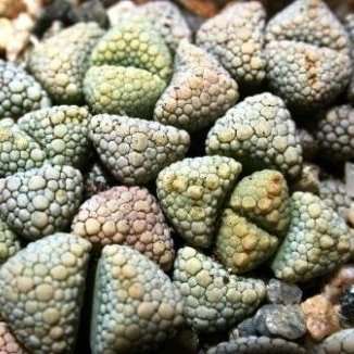 10 Titanopsis schwantesii Seeds - Indigenous Succulents