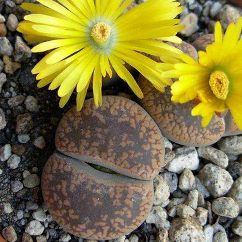 10 Lithops aucampiae ssp. aucampiae var. aucampiae Seeds - Stoneplants - Indigenous Succulents