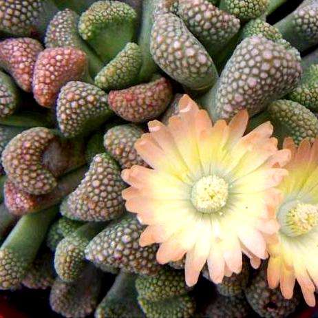 Titanopsis primosii Seeds - Indigenous South African Mesmb Seeds- Buy Succulent Seeds From Africa