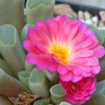 10 Frithia pulchra Seeds ~ toontjies, window plants, fairy elephant's feet - Indigenous Succulents