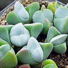 10+ Gibbaeum album Seeds - Indigenous South African Succulent - Mesemb - Flat Ship Rate