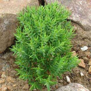 Crassula tetragona Seeds + FREE Seeds with ALL Orders - Indigenous South African Succulent Shrub