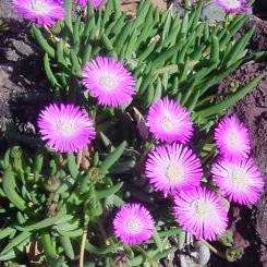 10 Pink Spike Iceplant - Cephalophyllum pulchrum Seeds - Indigenous Succulents