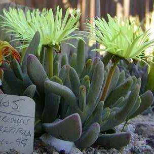 10 Cheiridopsis cigarettifera / namaquensis Seeds - Indigenous Succulents