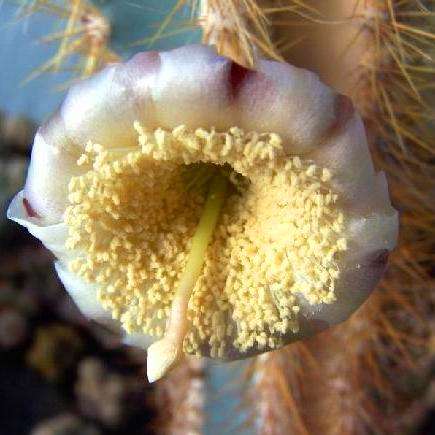 Pilocereus azureus Plants - Live Succulent Plants - Cactus Cacti