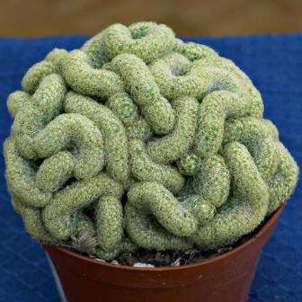 Brains Cactus - Mammillaria elongata cristata Plants - Live Succulent Plants - Cactus Cacti