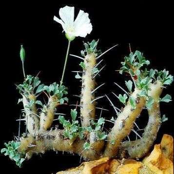 Sarcocaulon crassicaule Seeds ~ Bushman Candle, Groot Kersbos - Indigenous Succulents