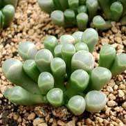 10 Fenestraria rhopalophylla ssp. aurantiaca Seeds - Indigenous Succulents