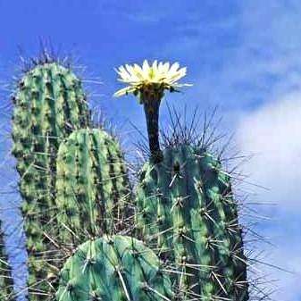 Stetsonia coryne Plants - Live Succulent Plants - Cactus Cacti - Psychoactive
