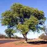 10 Marula Tree Seeds ~ Sclerocarya birrea ssp caffra Seeds - Indigenous Fruit