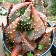 Aloe aculeata Seeds - Indigenous Succulents