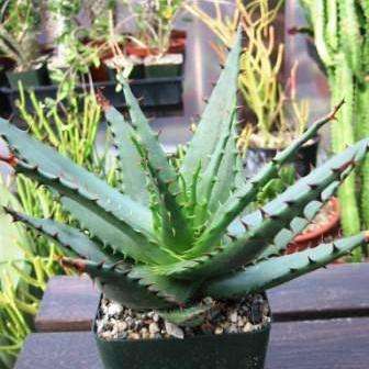 10 Aloe broomii Seeds - Mountain or Snake Aloe - Indigenous Succulents