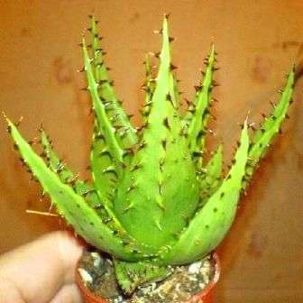 Aloe broomii Seeds - Mountain or Snake Aloe - Indigenous Succulents