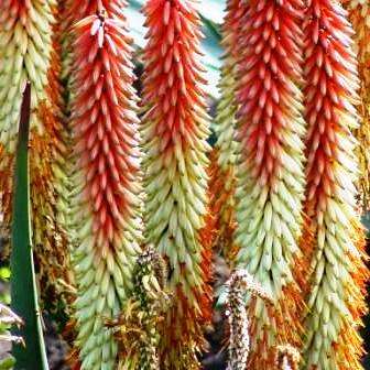 Aloe candelabrum Seeds ~ Indigenous Succulents