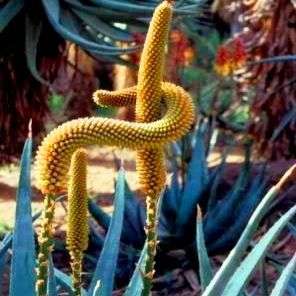 10 Aloe castanea Seeds or Cats Tail Aloe - Indigenous Succulents