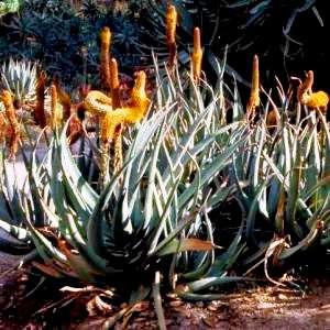 Aloe castanea Seeds or Cats Tail Aloe - Indigenous Succulents