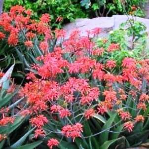10 Aloe chabaudii Seeds - Indigenous Succulents