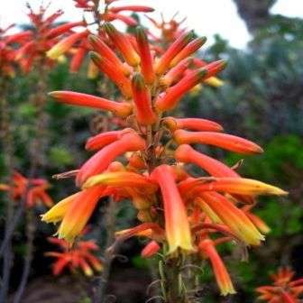 20 Aloe fosteri Seeds - Indigenous South African Aloe Seeds To Buy in South Africa