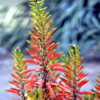 Aloe fosteri Seeds - Indigenous Succulents