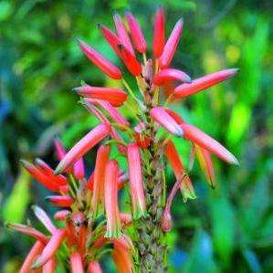 10 Aloe pluridens - French Aloe Seeds - Indigenous Succulents