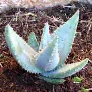 Aloe reitzii var. reitzii Seeds - Indigenous Succulents