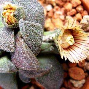 10 Aloinopsis rubrolineata Seeds - Indigenous Succulents
