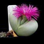 10 Argyroderma pearsonii Seeds - Indigenous Succulents