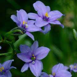 Aristea ecklonii Seeds - Indigenous Evergreen Bulbs Seeds - Perennial