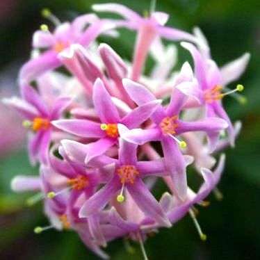 10 Pompon tree, Pincushion tree - Dais cotinifolia - Indigenous