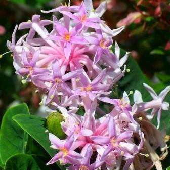 Dais cotinifolia Seeds - Pompon tree - Indigenous Fragrant Flowers - Global Flat Ship Rate