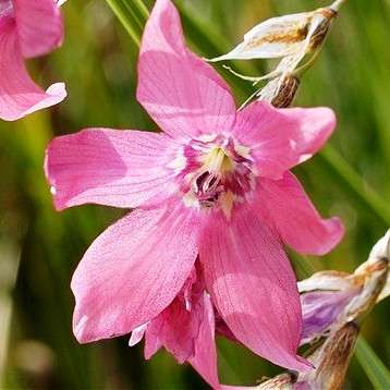 Dierama draconmontanum Seeds - Indigenous Bulbs Seeds