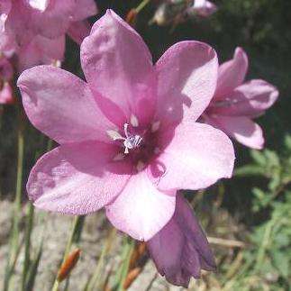 10 Dierama draconmontanum Seeds - Indigenous Bulbs Seeds