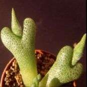 Diplosoma luckhoffii Seeds - Duckfoot mesemb - RARE Indigenous Succulents