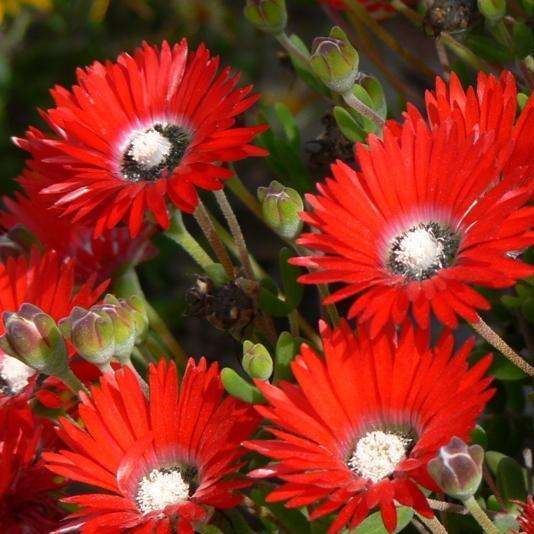 10 Drosanthemum speciosum - Red ice-plant Seeds - Indigenous Succulents