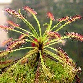 10 Sundew - Drosera capensis - Carnivorous Plant Seeds - Indigenous