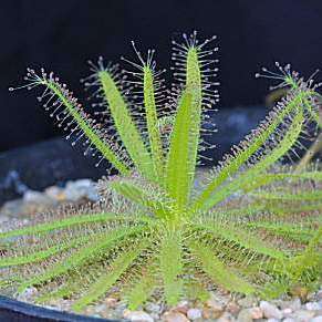 Carnivorous Plant Seeds (Drosera cistiflora) - Indigenous