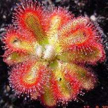 10+ Drosera trinervia - Carnivorous Plant Seeds - Indigenous