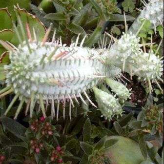 Euphorbia mammillaris Seeds - Corncob Euphorbia Seeds - Indigenous Succulents